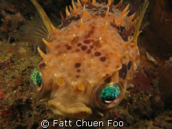 Those eyes....Porcupinefish Manado, North Sulawesi by Fatt Chuen Foo 